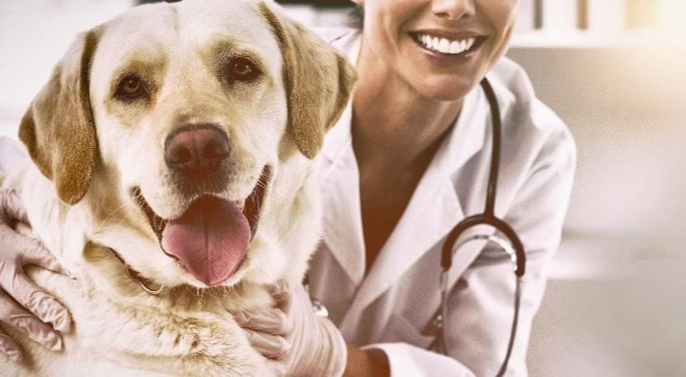 Do Pets Need Annual Physical Exams? Prudent Pet Insurance